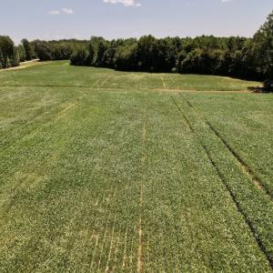 Photo #42 of Off Savage Road,  Spring Hope , NC 200.0 acres