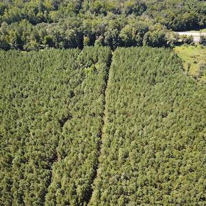 Photo #3 of SOLD property in Off Courtland Rd , Emporia, VA 54.5 acres