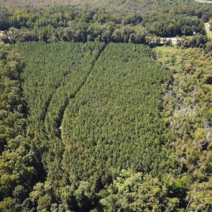 Photo #4 of SOLD property in Off Courtland Rd , Emporia, VA 54.5 acres