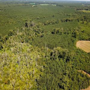 Photo #5 of SOLD property in Off Courtland Rd , Emporia, VA 54.5 acres