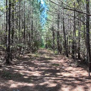 Photo #12 of SOLD property in Off Courtland Rd , Emporia, VA 54.5 acres