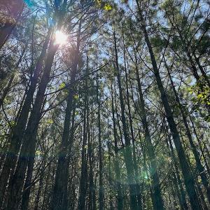 Photo #13 of SOLD property in Off Courtland Rd , Emporia, VA 54.5 acres