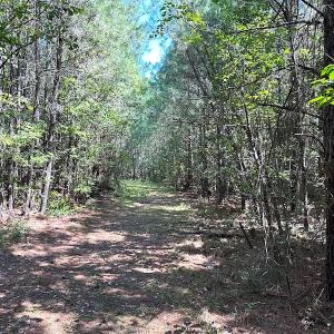 Photo #16 of SOLD property in Off Courtland Rd , Emporia, VA 54.5 acres