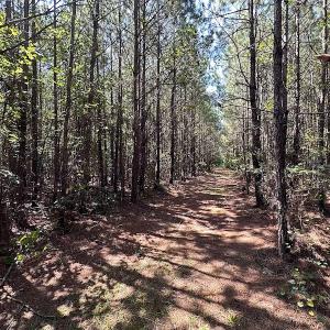 Photo #18 of SOLD property in Off Courtland Rd , Emporia, VA 54.5 acres