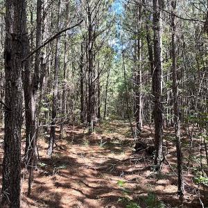 Photo #19 of SOLD property in Off Courtland Rd , Emporia, VA 54.5 acres