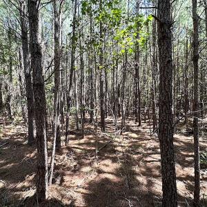 Photo #20 of SOLD property in Off Courtland Rd , Emporia, VA 54.5 acres