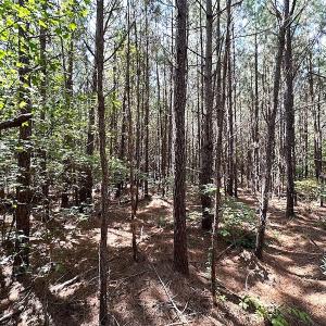 Photo #22 of SOLD property in Off Courtland Rd , Emporia, VA 54.5 acres