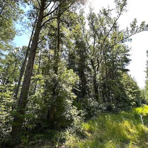 Photo #14 of Off Quarry Rd , Emporia, VA 11.7 acres