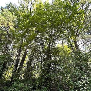 Photo #15 of Off Quarry Rd , Emporia, VA 11.7 acres
