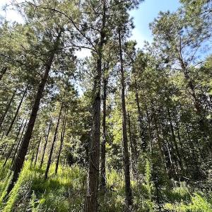 Photo #16 of Off Quarry Rd , Emporia, VA 11.7 acres