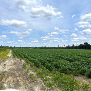 Photo #19 of Off Quarry Rd , Emporia, VA 11.7 acres