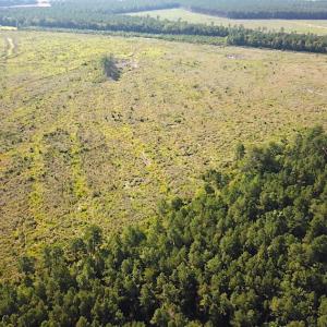 Photo #11 of Off Carolina Rd, Suffolk, VA 115.0 acres