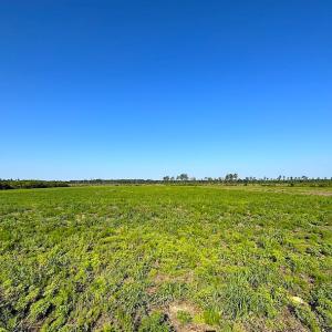 Photo #17 of SOLD property in Off Carolina Rd, Suffolk, VA 115.0 acres