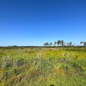 Photo #22 of SOLD property in Off Carolina Rd, Suffolk, VA 115.0 acres