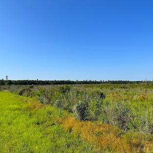 Photo #23 of SOLD property in Off Carolina Rd, Suffolk, VA 115.0 acres