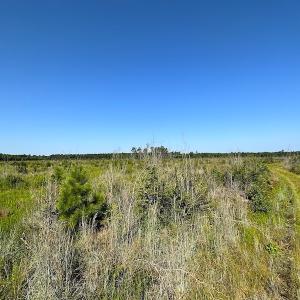 Photo #29 of SOLD property in Off Carolina Rd, Suffolk, VA 115.0 acres
