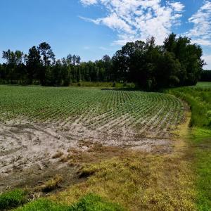 Photo #11 of SOLD property in 2050 Firestone Parkway, Wilson, NC 31.9 acres
