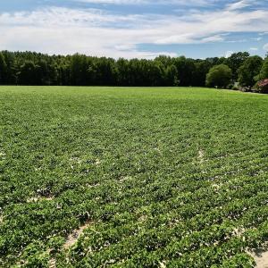 Photo #15 of SOLD property in 2050 Firestone Parkway, Wilson, NC 31.9 acres