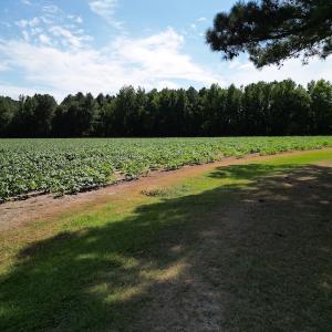 Photo #30 of SOLD property in 2050 Firestone Parkway, Wilson, NC 31.9 acres