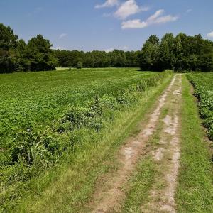 Photo #13 of SOLD property in Off Old Hwy 70, Cove City, NC 11.8 acres