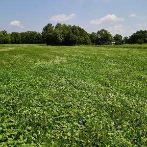Photo #17 of SOLD property in Off Old Hwy 70, Cove City, NC 11.8 acres