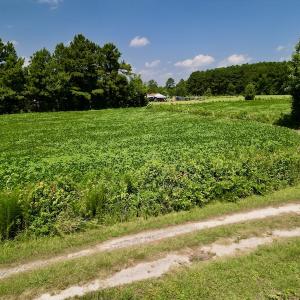 Photo #18 of SOLD property in Off Old Hwy 70, Cove City, NC 11.8 acres