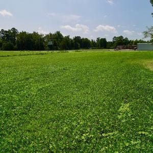 Photo #20 of SOLD property in Off Old Hwy 70, Cove City, NC 11.8 acres