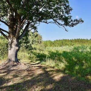 Photo #53 of SOLD property in 46 Dennis Road, Wadesboro, NC 25.2 acres