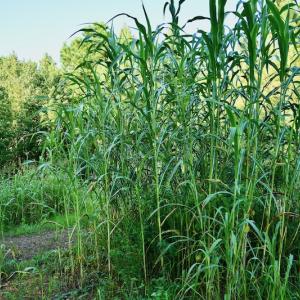Photo #55 of SOLD property in 46 Dennis Road, Wadesboro, NC 25.2 acres