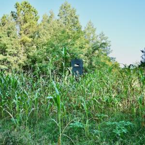 Photo #57 of SOLD property in 46 Dennis Road, Wadesboro, NC 25.2 acres