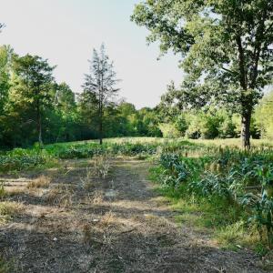 Photo #58 of SOLD property in 46 Dennis Road, Wadesboro, NC 25.2 acres