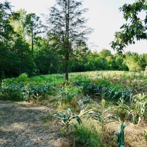 Photo #60 of SOLD property in 46 Dennis Road, Wadesboro, NC 25.2 acres