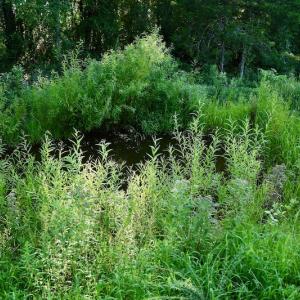 Photo #61 of SOLD property in 46 Dennis Road, Wadesboro, NC 25.2 acres