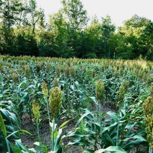 Photo #63 of SOLD property in 46 Dennis Road, Wadesboro, NC 25.2 acres