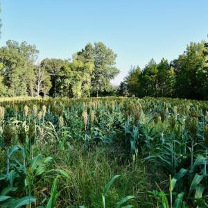 Photo #64 of SOLD property in 46 Dennis Road, Wadesboro, NC 25.2 acres
