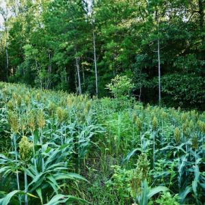 Photo #65 of SOLD property in 46 Dennis Road, Wadesboro, NC 25.2 acres
