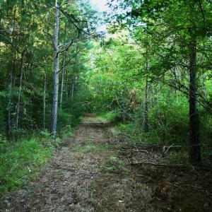Photo #66 of SOLD property in 46 Dennis Road, Wadesboro, NC 25.2 acres