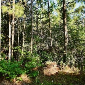 Photo #71 of SOLD property in 46 Dennis Road, Wadesboro, NC 25.2 acres