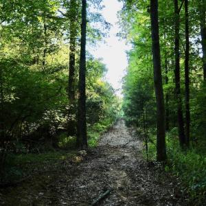 Photo #73 of SOLD property in 46 Dennis Road, Wadesboro, NC 25.2 acres