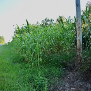 Photo #77 of SOLD property in 46 Dennis Road, Wadesboro, NC 25.2 acres