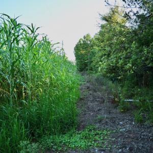 Photo #78 of SOLD property in 46 Dennis Road, Wadesboro, NC 25.2 acres