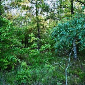 Photo #79 of SOLD property in 46 Dennis Road, Wadesboro, NC 25.2 acres