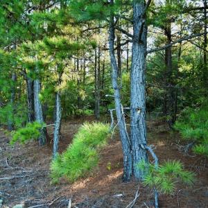 Photo #80 of SOLD property in 46 Dennis Road, Wadesboro, NC 25.2 acres