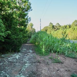 Photo #81 of SOLD property in 46 Dennis Road, Wadesboro, NC 25.2 acres