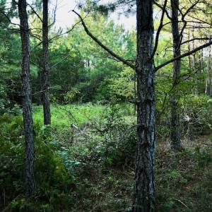 Photo #82 of SOLD property in 46 Dennis Road, Wadesboro, NC 25.2 acres