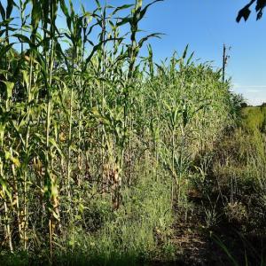 Photo #83 of SOLD property in 46 Dennis Road, Wadesboro, NC 25.2 acres