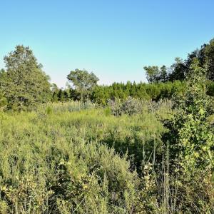 Photo #84 of SOLD property in 46 Dennis Road, Wadesboro, NC 25.2 acres