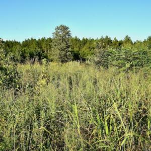 Photo #86 of SOLD property in 46 Dennis Road, Wadesboro, NC 25.2 acres