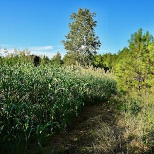 Photo #87 of SOLD property in 46 Dennis Road, Wadesboro, NC 25.2 acres