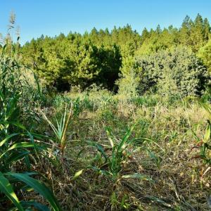 Photo #88 of SOLD property in 46 Dennis Road, Wadesboro, NC 25.2 acres